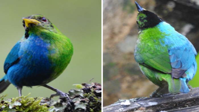 Gynandromorphic Bird: అరుదైన పక్షి.. సగం ఆడ, సగం మగ Gynandromorphic Bird: అరుదైన పక్షి.. సగం ఆడ, సగం మగ