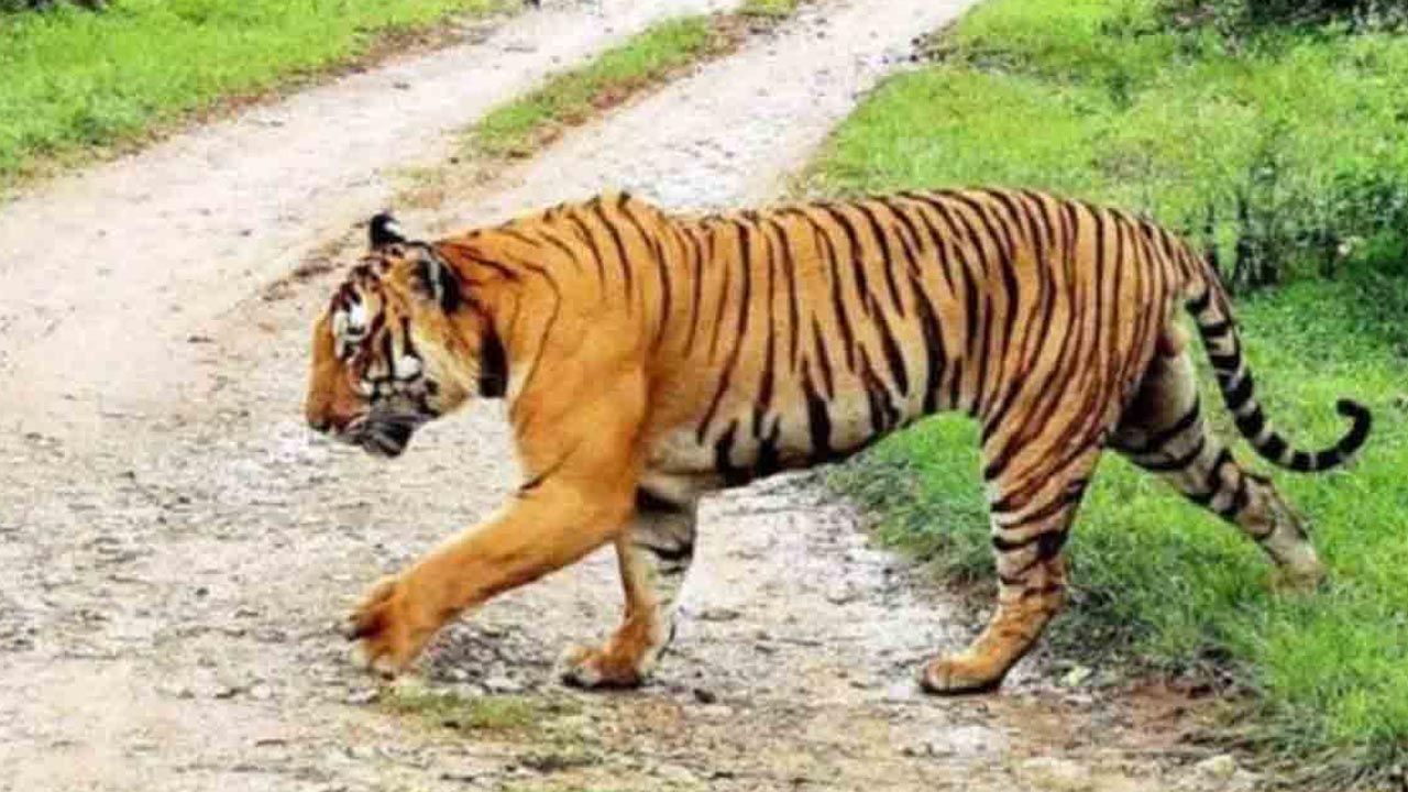 Telangana: బాబోయ్ పులి.. నిర్మల్ రైతులకు దడ పుట్టిస్తున్న బెబ్బులి.. Telangana: బాబోయ్ పులి.. నిర్మల్ రైతులకు దడ పుట్టిస్తున్న బెబ్బులి..