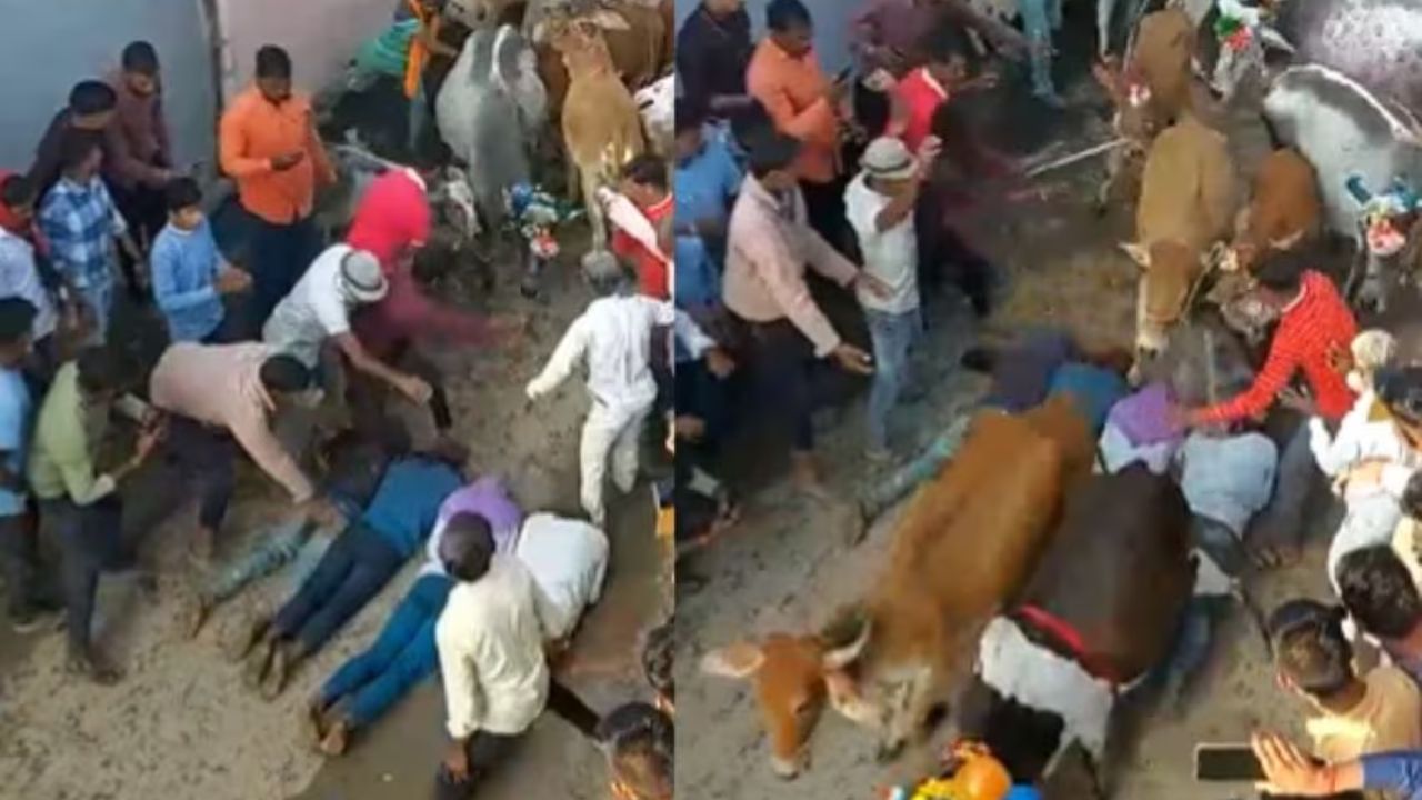 Unique Tradition: వైరెటీ సంప్రదాయం.. ఆవుల మందతో తొక్కించుకుంటున్న యువకులు Unique Tradition: వైరెటీ సంప్రదాయం.. ఆవుల మందతో తొక్కించుకుంటున్న యువకులు
