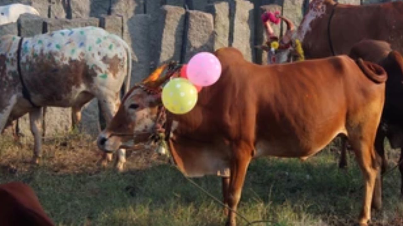 Diwali Celebrations: టపాసులు పేలుస్తూ ఆవులను పరుగెత్తించారు.. ఇదో ఆచారమట మరి! Diwali Celebrations: టపాసులు పేలుస్తూ ఆవులను పరుగెత్తించారు.. ఇదో ఆచారమట మరి!