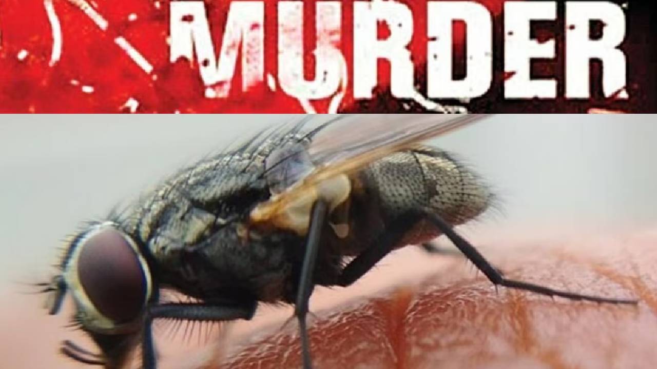Murder Mystery: హత్యా నిందితుడిని పట్టించిన ‘‘ఈగలు’’.. పోలీసులు ఎలా కనిపెట్టారంటే..? Murder Mystery: హత్యా నిందితుడిని పట్టించిన ‘‘ఈగలు’’.. పోలీసులు ఎలా కనిపెట్టారంటే..?