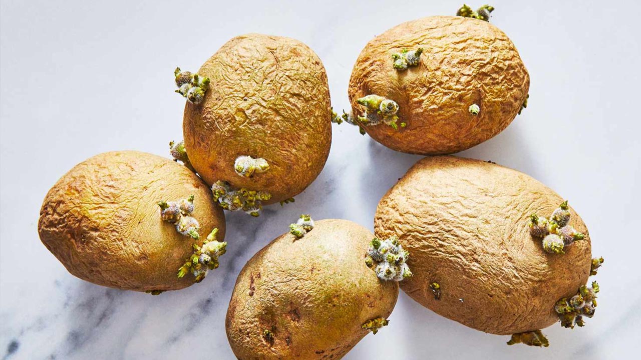 Health: మొలకలు వచ్చిన ఆలుగడ్డ తింటున్నారా..? ఎంత ప్రమాదకరమంటే Health: మొలకలు వచ్చిన ఆలుగడ్డ తింటున్నారా..? ఎంత ప్రమాదకరమంటే