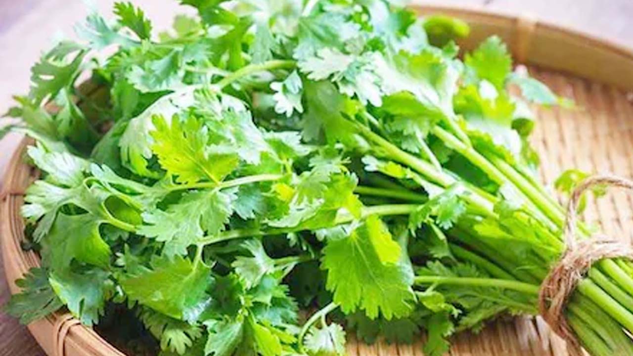 Health Tips: కొత్తిమీరలో బోలెడన్ని ఆరోగ్య ప్రయోజనాలు.. తింటే ఆ రోగాలన్నీ మాయం! Health Tips: కొత్తిమీరలో బోలెడన్ని ఆరోగ్య ప్రయోజనాలు.. తింటే ఆ రోగాలన్నీ మాయం!
