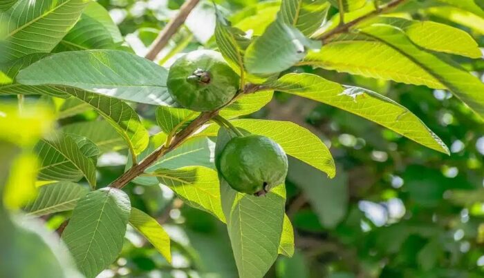 Guava Leaves: జామ పండ్లే కాదు.. ఆకులతో కూడా అనేక ఆరోగ్య ప్రయోజనాలు..! Guava Leaves: జామ పండ్లే కాదు.. ఆకులతో కూడా అనేక ఆరోగ్య ప్రయోజనాలు..!
