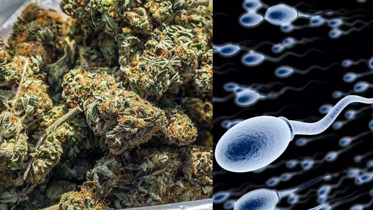 Sperm Quality: గంజాయి వాడితే వీర్యకణాల నాణ్యతపై ప్రభావం పడుతుందా..? Sperm Quality: గంజాయి వాడితే వీర్యకణాల నాణ్యతపై ప్రభావం పడుతుందా..?