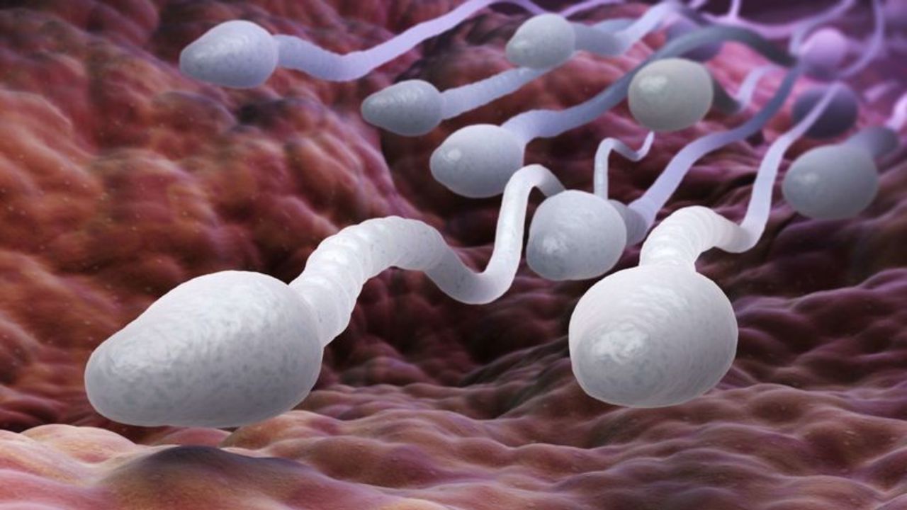 Sperm Count: వీర్యకణాల సమస్యతో ఇబ్బందులా..? కారణాలు ఇవేకావొచ్చు.. జాగ్రత్త సుమీ! Sperm Count: వీర్యకణాల సమస్యతో ఇబ్బందులా..? కారణాలు ఇవేకావొచ్చు.. జాగ్రత్త సుమీ!