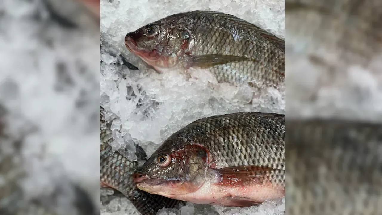 Benefits of Fish: మృగశిర కార్తె రోజే చేపలు ఎందుకు తింటారు? ఎన్ని లాభాలో తెలుసా? Benefits of Fish: మృగశిర కార్తె రోజే చేపలు ఎందుకు తింటారు? ఎన్ని లాభాలో తెలుసా?